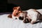 cute small jack russell dog resting on bed on a sunny day. Focus on paws