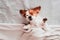 cute small jack russell dog resting upside down on bed on a sunny day