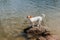 Cute small jack russell dog swimming in lake, standing on rock. summer time. Pets, adventure and nature