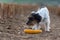 Cute small jack russell hound on an field with corn