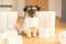 Cute small Jack Russell Terrier dog is busy with toilet paper