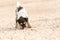 Cute small Jack Russell Terrier dog is digging on sandy cracked ground