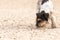 Cute small Jack Russell Terrier dog is digging on sandy cracked ground