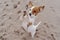 Cute small jack russell terrier dog walking on two paws asking for delicious treats. Pets outdoors and lifestyle. Beach and summer