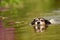 Cute small Jack Russell Terrier is swimming in a colorful waters