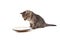 Cute small kitten screaming on milk plate