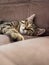 Cute small kitten with tiger pattern fur on light brown color suede couch. Cat life and animal care. The model has stunning yellow