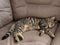 Cute small kitten with tiger pattern fur sleeping on light brown color suede couch. Cat life and animal care