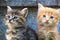 Cute small kittens with blue eyes. Portrait of tabby cats. Street cat and lifestyle concept. Red cat looking the camera