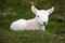 Cute small lamb on grass