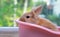 Cute small light brown bunny rabbit stay inside pink bathtub on wood table with green nature background