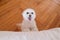 cute small maltese dog at home looking at the camera