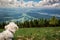 Cute small Maltese dog watching landscape on mountain summit