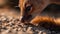 Cute small mammal looking at camera, fluffy kitten, playful curiosity generated by AI