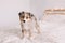 Cute small miniature Australian shepherd dog pet on bed at home. Christmas New Year holiday celebration. Adorable dog puppy with