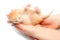 The cute small newborn kitten held in hands