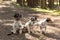 Cute small obedient Jack Russell Terrier dogs in the forest on a path