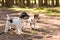 Cute small obedient Jack Russell Terrier dogs in the forest on a path