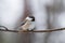 Cute small passerine bird, Siberian tit, Poecile cinctus, perched on a branch