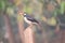 Cute small Pied myna perched on a wooden pole on a blurred background