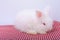 Cute small pink red eye white rabbit stay on red stripes cloth with white background
