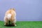 Cute small Pomeranian dog pooping at grass field with copy space. dog terrier on park, Dog defecate