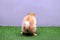 Cute small Pomeranian dog pooping at grass field with copy space. dog terrier on park, Dog defecate