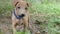 Cute Small Puppy In Blue Collar And Funny Ears Stands On Ground