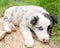 Cute and small puppy dog lying on a rocks