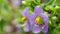 Cute small purple flowers(Exacum affine,Arabian, persian gentian, german violet) ornamental plants in the garden.