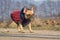 Cute small running French Bulldog wearing a blue warm coat in cold  autumn weather