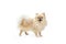 Cute small sand color pomeranian Spitz, doggy or pet posing isolated over white background. Concept of motion, action