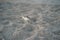 Cute small sanderling bird perched on the sand