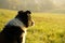 Cute small shepherd dog in the grass on meadow during sunrise.