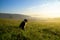 Cute small shepherd dog in the grass on meadow during sunrise.