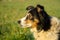 Cute small shepherd dog in the grass on meadow during sunrise.