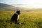 Cute small shepherd dog in the grass on meadow during sunrise.