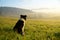 Cute small shepherd dog in the grass on meadow during sunrise.