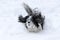 Cute small shih tzu Dog is running in snow