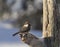 Cute small Siberian tit, Poecile cinctus, perched on a branch on cold winter day