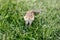 Cute small striped brown chipmunk with large cheeks pouches sitting in green grass. Yellow ground squirrel chipmunk Tamias