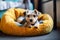 Cute small terrier dog lies on pet bed at home