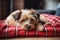 Cute small terrier dog resting on pet bed at home