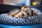 Cute small terrier dog sleeping on pet bed at home