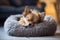 Cute small terrier dog sleeping on pet bed at home