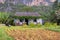 Cute small traditional thatched roofed house in the Vinales Valley