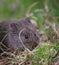 A cute small vole eating grass in a local wildlife sanctuary par