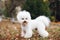 Cute small white puppy Bichon Frize on the green yellow grass