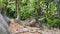 Cute Small Wild Boar Piglets Sleeping In Thai Rainforest Jungle. 4K.