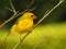 Cute small yellow canary perched on a tree branch